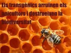 Els transgènics arruïnen els apicultors i assassinen la biodiversitat