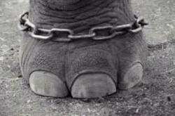 Elefant encadenat