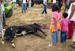 Tortura i linxaments taurins: violència contra la infància