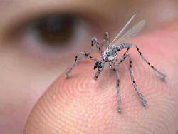 Uns científics adverteixen que els robots-mosquit robaran aviat mostres d'ADN