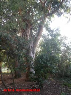 Arbre