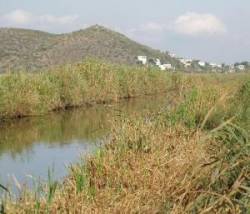 Marjal de gandia