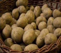 Patates