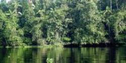 Selva