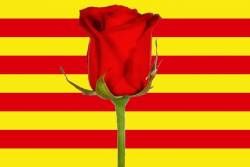 Senyera i rosa 1