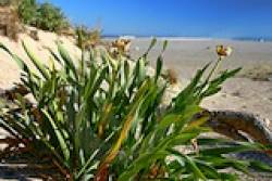 Pancratiummaritimum thumb412485