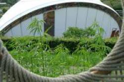 Cannabis
