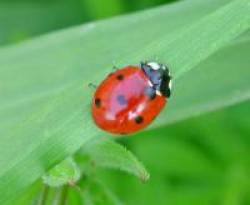 Coccinella septempunctata 011