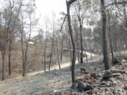 Incendi agullent