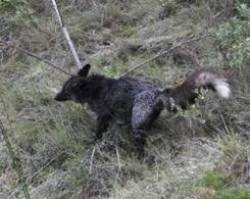 La rabosa negra, guineu de la serra de Mariola