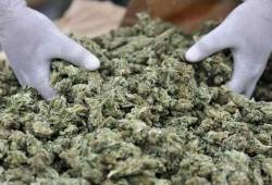 Marihuana
