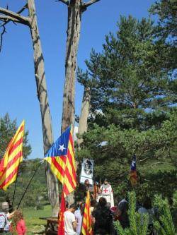 Pi de les Tres Branques  2013