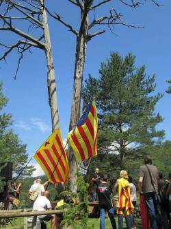 Pi de les Tres Branques  2013