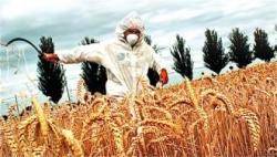 Hongria destrueix els camps de blat de moro trangènic de Montsanto