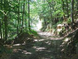 Prevista la pavimentació de 3,7 Km de pista forestal al Montseny