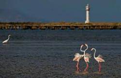 Demanen implicació dels actors polítics en la protecció del Delta