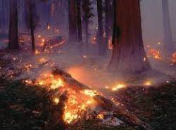 Incendis forestal