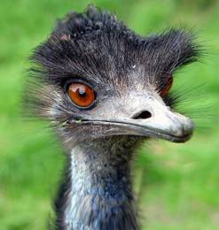 Un emú