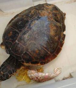 Exemplar de tortuga, Caretta caretta, embullada en plàstics.