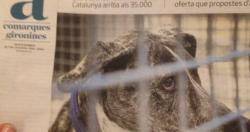 Demanen que la "Protectora d'animals" del Pla de l'Estany canviï de mans i de model