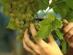 2005 Centenars de viticultors es manifesten a Vilafranca del Penedès