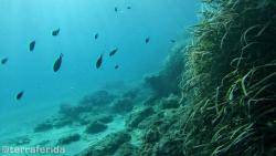 "El nou decret de protecció de l'alga (Posidonia oceanica) és una gran passa per la conservació dels alguers però podria millorar molt"