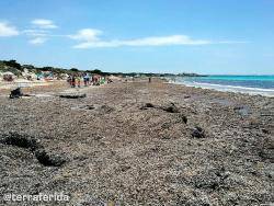 Terraferida sol·licita a la conselleria de Medi Ambient de les Illes que no retiri la posidònia de la platja de Sa Ràpita