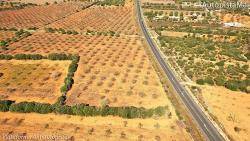 Sembra d'alzines a l'autopista de Llucmajor a Campos