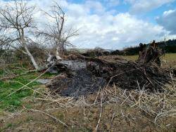 Terraferida denuncia que estan arrasant boscos de ribera protegits amb maquinària pesant