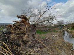 Terraferida denuncia que estan arrasant boscos de ribera protegits amb maquinària pesant