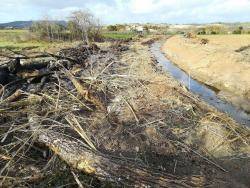 Terraferida denuncia que estan arrasant boscos de ribera protegits amb maquinària pesant