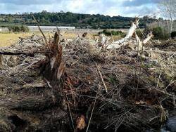 Terraferida denuncia que estan arrasant boscos de ribera protegits amb maquinària pesant