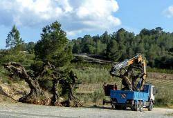 Acció urgent davant l'actual arrencada d'oliveres monumentals a la foia d?Ulldecona