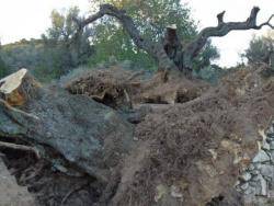 Continua l'expoli d'oliveres monumentals i mil·lenàries