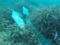 El GOB considera que encara hi ha molta feina a fer per la conservació de la Posidonia oceanica a les Illes