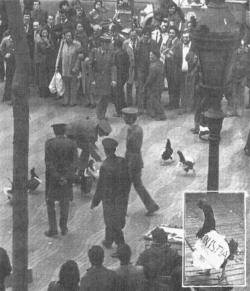 Acció amb gallines deixades a les Rambles amb el cartell "Amnistia"