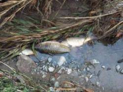 ? Som-Rius #Montcada ha recollit  31 peixos morts.