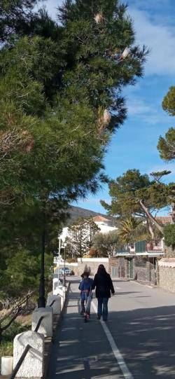 L?Assemblea per Cadaqués demana la retirada dels nius d?erugues processionàries presents en els pins del municipi