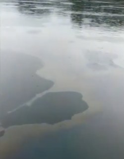 Una taca d'oli al riu Ebre a causa d'una fuita de la central nuclear d'Ascó provoca