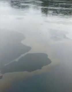Una taca d'oli al riu Ebre a causa d'una fuita de la central nuclear d'Ascó