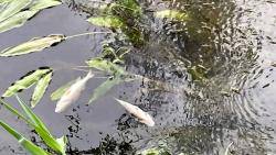 Agents Rurals i l'ACA investiguen les causes de la mort de milers de peixos entre els pantans de Riba-roja i Flix