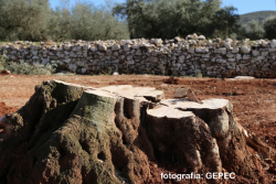 Salvem lo Montsià demana explicacions a la Generalitat per la compra de 45 oliveres monumentals