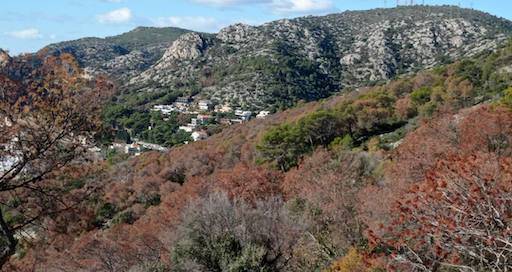 Importants masses forestals de la costa del Garraf estan morint arrel de la sequera persistent