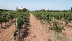 Per una Mallorca agroecològica i pagesa! [Manifest]