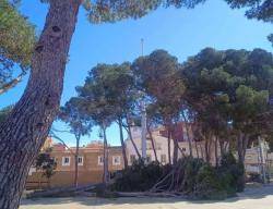 En relació amb la tala d?arbres centenaris que ha tingut lloc recentment en el parc del Bon Repòs a l?Ametlla de Mar, justificada pels tècnics de l?Ajuntament com una mesura de sanejament d?arbres morts i de seguretat pel que fa als més inclinats davant e