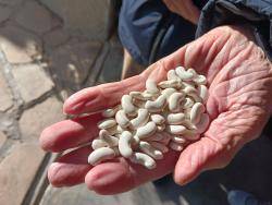 Fesol del ganxet, una de les moltes varietats recuperades al Banc de llavors del Camp de Tarragona.