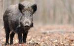 Ecologistes en Acció alerta que el brot de pesta porcina posa en qüestió el model de ramaderia industrial