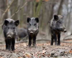 Entitats ecologistes denuncien una campanya de criminalització contra Collserola