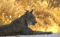 Ecologistes en Acci&oacute; demana prud&egrave;ncia davant la reintroducci&oacute; del linx ib&egrave;ric a la Serra Mariola