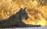 Ecologistes en Acci&oacute; demana prud&egrave;ncia davant la reintroducci&oacute; del linx ib&egrave;ric a la Serra Mariola